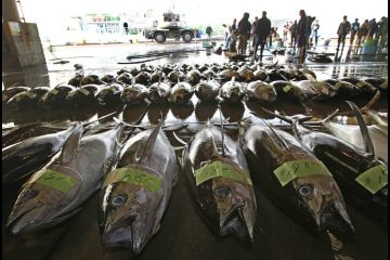 В Южной Корее не хотят потреблять радиоактивные морепродукты