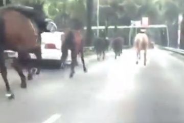 Мехико атаковало стадо лошадей