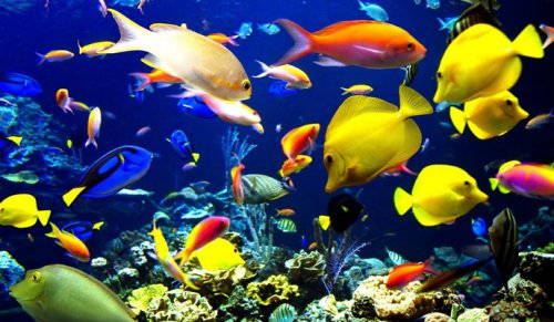 Коралловые рифы Новой Каледонии - отличное место для морского туризма