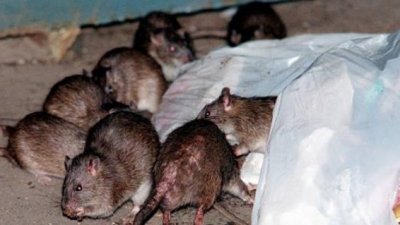 На Мадагаскаре 39 человек умерли от бубонной чумы